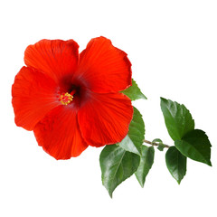Red Hibiscus on white background with path
