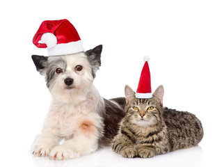 Cat and dog in red christmas hats lying together. isolated on white