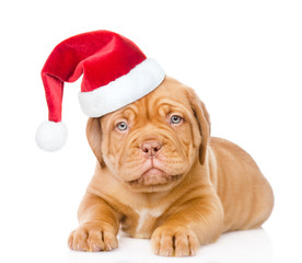 Obraz premium Happy Bordeaux puppy dog in red christmas hat. isolated on white