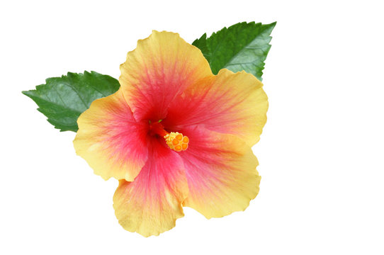 Yellow-pink Hibiscus on white background with path