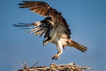 Osprey (Pandion haliaetus)