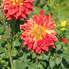 Dahlien, Dahlias