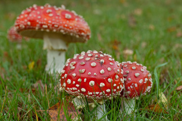 Fly agaric
