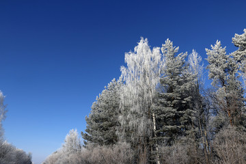 Tree and snow in a winter day