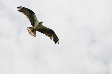 Osprey