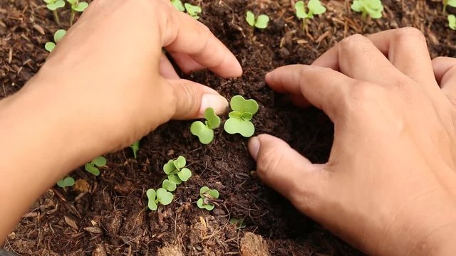 Hand women planting seedlings on soil,spout