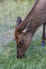 Young moose head