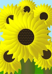 Field of sunflowers. 