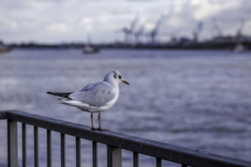 Möwe am Hamburger Hafen