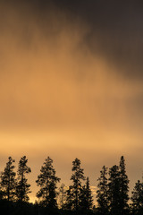 Deep sunset with trees silhouette