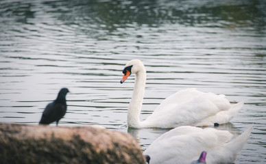 White swan floating on dark water surface