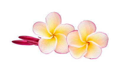 Fototapeta na wymiar frangipani on white background