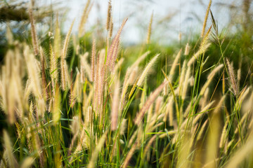Abstract flowers tree bokeh for background Blurred