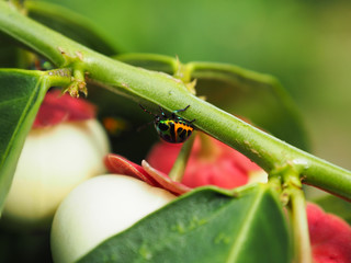 Colorful exotic beetles caught on the sauropus androgynus in the garden in the morning.