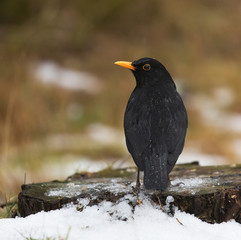 Common blackbird