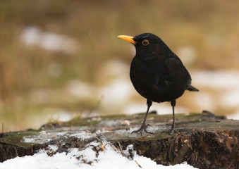 Common blackbird