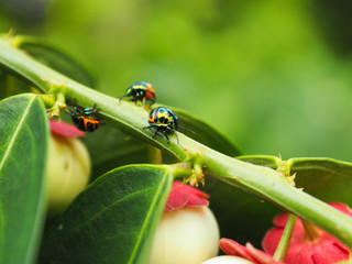 Colorful exotic beetles caught on the sauropus androgynus in the garden in the morning.