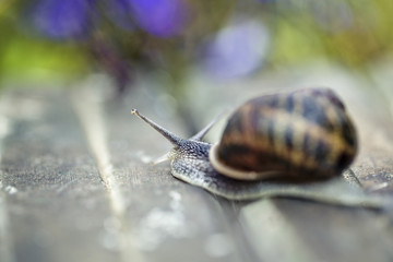 Large Garden Snail in Summer
