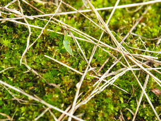 Green mos background,Stone With Green Mos,