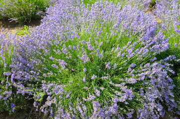 Obraz premium bush of blossoming lavender in the summer field