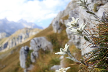 Edelweißblumen vor Bergkulisse - 123095912