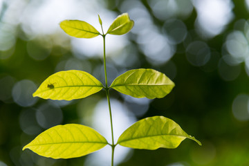 Top leaves from trees and green bokeh blur background