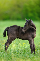 Beautiful black foal on spring meadow