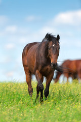 Bay mare on meadow
