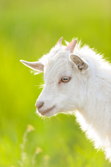 Obraz premium White goat kid portrait on meadow against green grass