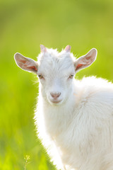 Obraz premium White goat kid portrait on meadow against green grass