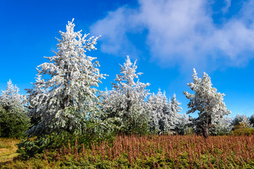 Frozen trees, bitten by the first morning frost at high altitude on Vitosha mountain, Sofia, Bulgaria - melting under the warm autumn sunshine - beautiful mountain landscape