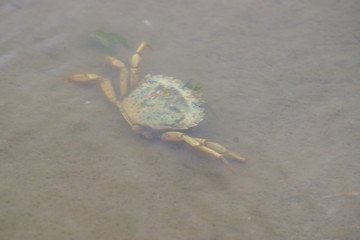 Krabbe