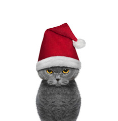 Cute cat in a hat of Santa Claus