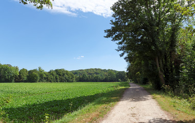 Chemin dans le Val d'Oise