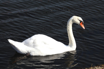 Schwan