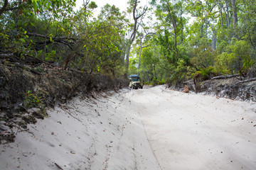 Sand road throught the Satinay Forest, Fraser Island
