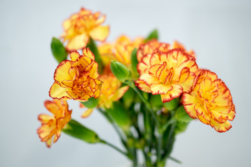 Yellow Carnation