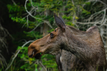 Wild Moose