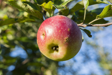 Blushing apple tree.