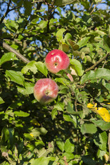 Blushing apple tree.