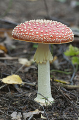 Toadstool mushroom