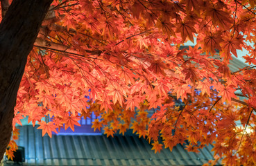 Maple artificial leaves colorful vivid on roof