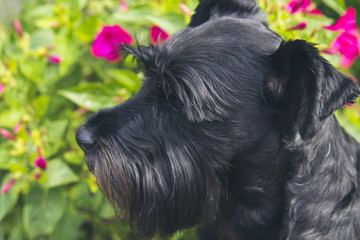 black schnauzer dog with flower background