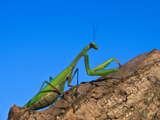 European or praying mantis (Mantis religiosa) hunting in a garden
