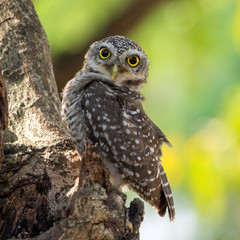 Little owl