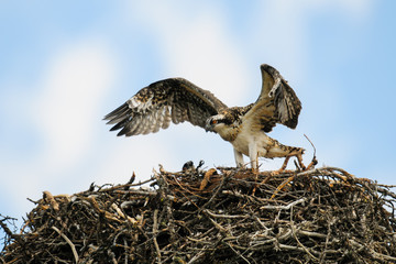 Osprey (Pandion haliaetus)