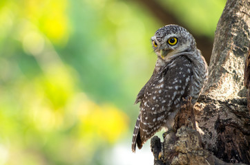 Little owl