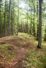 hiking trail on mountain deciduous forest near Stefanova hill in Velka Fatra mountains in Slovakia