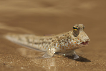 Fish out of Water. Rockskipper fish on land. Amphibious fish  