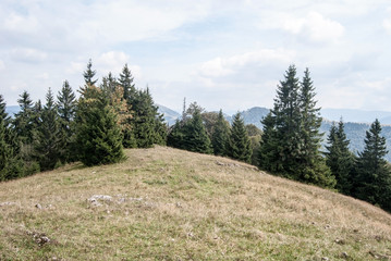 mountain meadow with trees on Javorina hill summit in Velka Fatra mountains in Slovakia